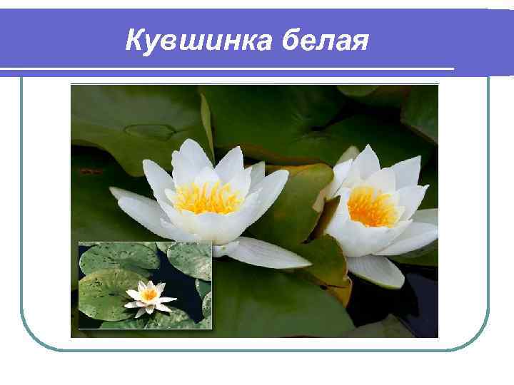 Кувшинка белая 