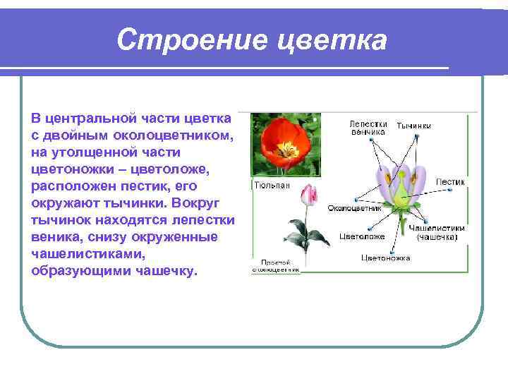 Строение цветка В центральной части цветка с двойным околоцветником, на утолщенной части цветоножки –
