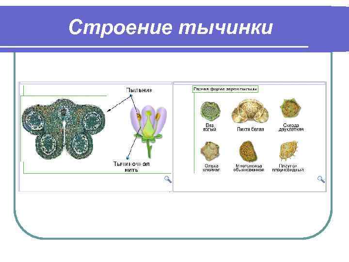 Строение тычинки 