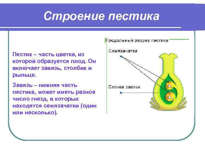 Строение пестика Пестик – часть цветка, из которой образуется плод. Он включает завязь, столбик