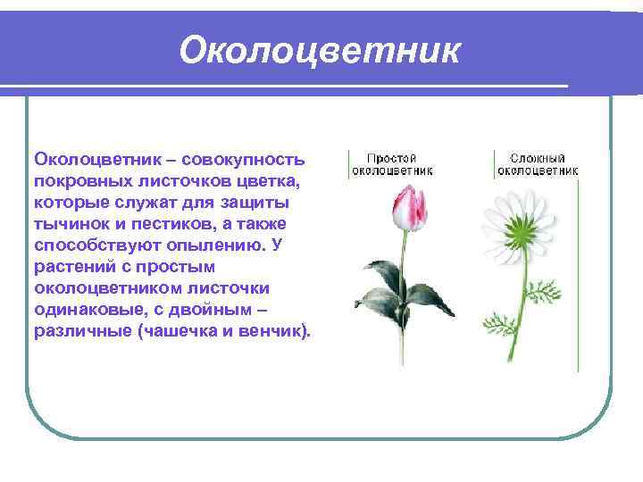 Околоцветник – совокупность покровных листочков цветка, которые служат для защиты тычинок и пестиков, а