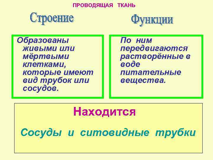 ПРОВОДЯЩАЯ ТКАНЬ Образованы живыми или мёртвыми клетками, которые имеют вид трубок или сосудов. По