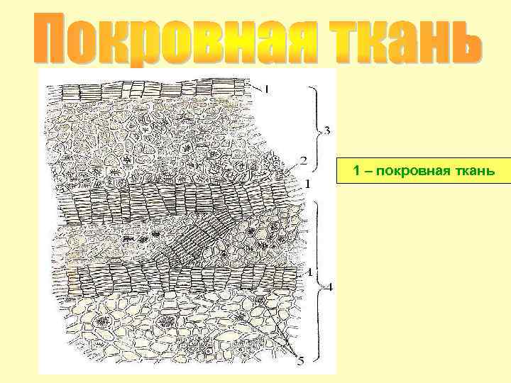 1 – покровная ткань 