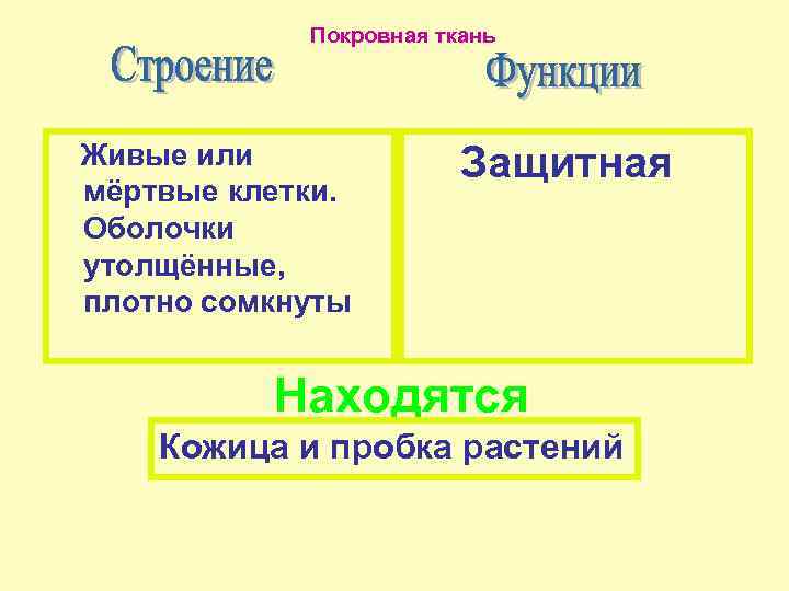 Покровная ткань Живые или мёртвые клетки. Оболочки утолщённые, плотно сомкнуты Защитная Находятся Кожица и