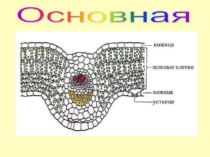 Клетки какой ткани изображены на рисунке