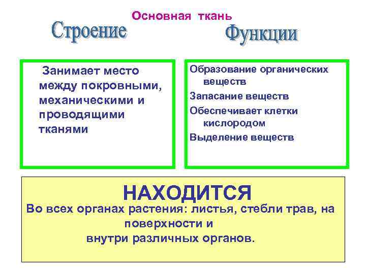 Основная ткань Занимает место между покровными, механическими и проводящими тканями Образование органических веществ Запасание