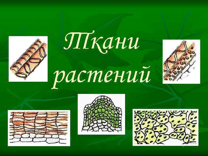 Ткани растений 