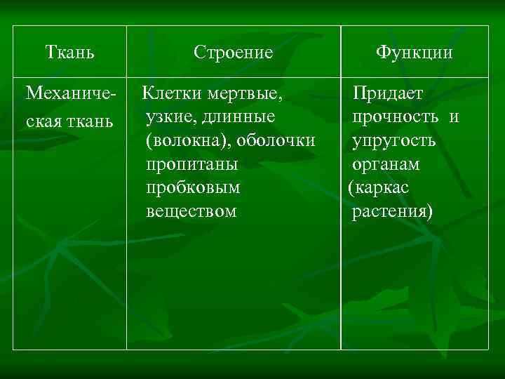 Ткань Строение Механическая ткань Клетки мертвые, узкие, длинные (волокна), оболочки пропитаны пробковым веществом Функции