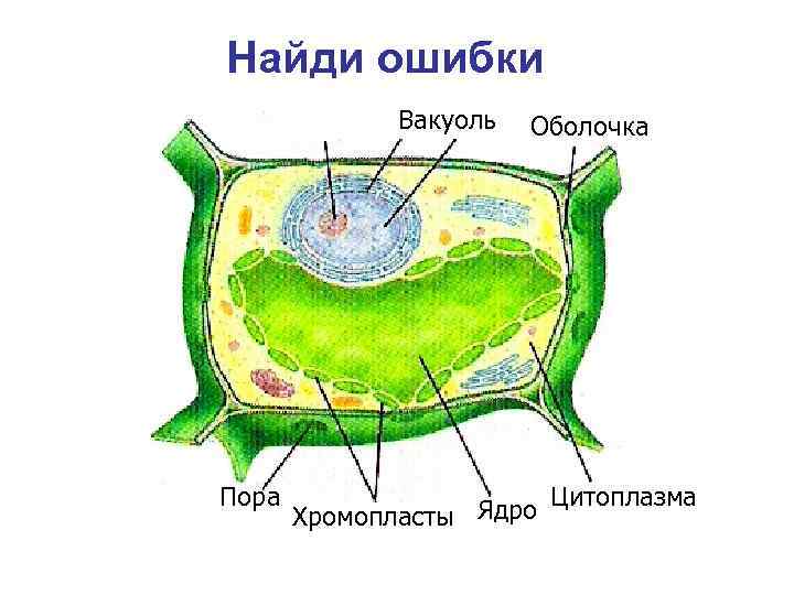 Найди ошибки Вакуоль Пора Оболочка Ядро Цитоплазма Хромопласты 
