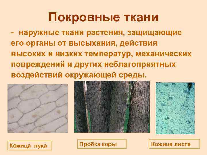 Покровные ткани - наружные ткани растения, защищающие его органы от высыхания, действия высоких и