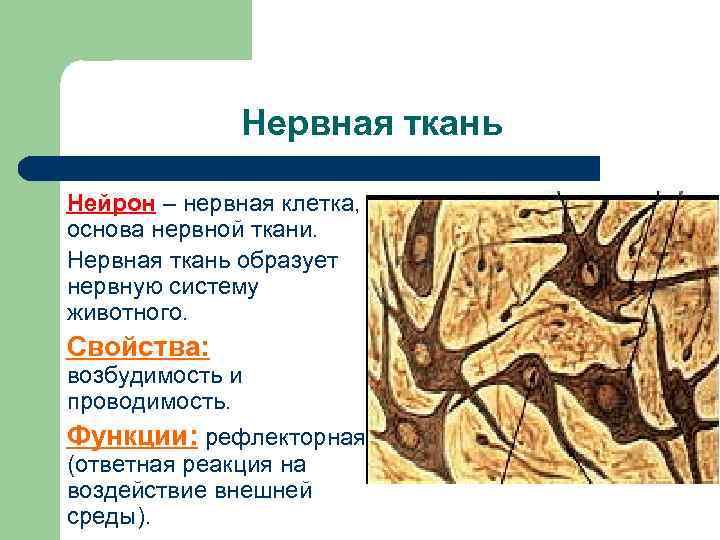 Нервная ткань Нейрон – нервная клетка, основа нервной ткани. Нервная ткань образует нервную систему