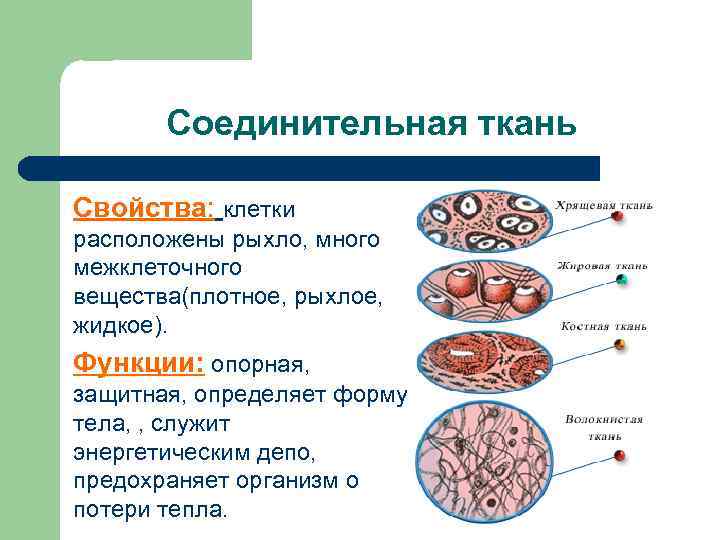 Соединительная ткань Свойства: клетки расположены рыхло, много межклеточного вещества(плотное, рыхлое, жидкое). Функции: опорная, защитная,