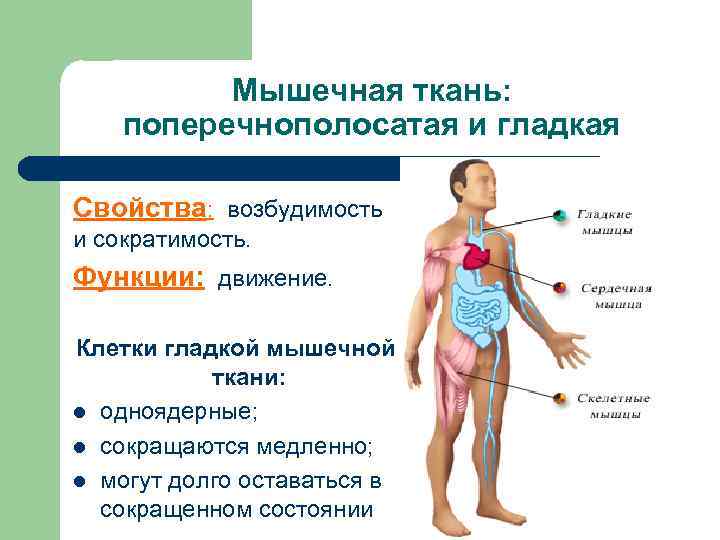 Мышечная ткань: поперечнополосатая и гладкая Свойства: возбудимость и сократимость. Функции: движение. Клетки гладкой мышечной