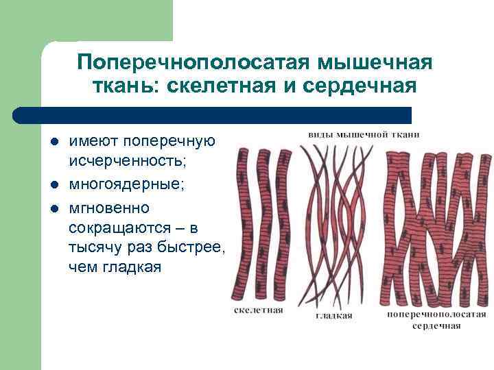 Поперечнополосатая мышечная ткань: скелетная и сердечная l l l имеют поперечную исчерченность; многоядерные; мгновенно