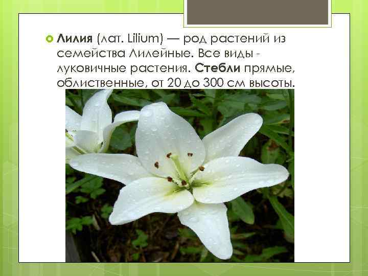  Лилия (лат. Lilium) — род растений из семейства Лилейные. Все виды луковичные растения.