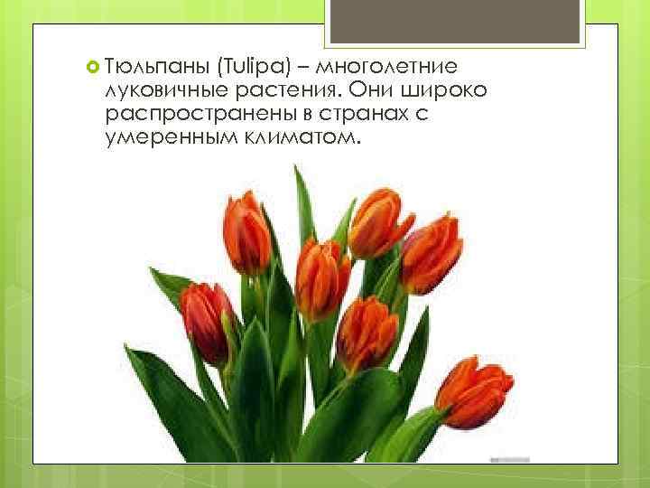  Тюльпаны (Tulipa) – многолетние луковичные растения. Они широко распространены в странах с умеренным