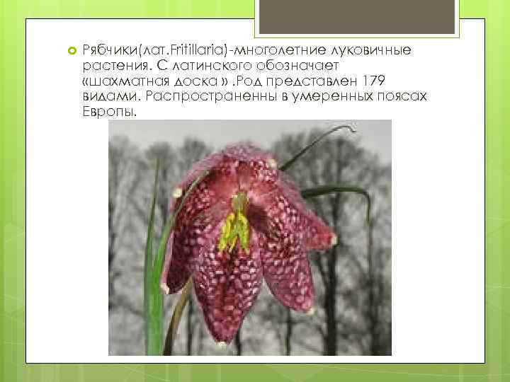  Рябчики(лат. Fritillaria)-многолетние луковичные растения. С латинского обозначает «шахматная доска » . Род представлен