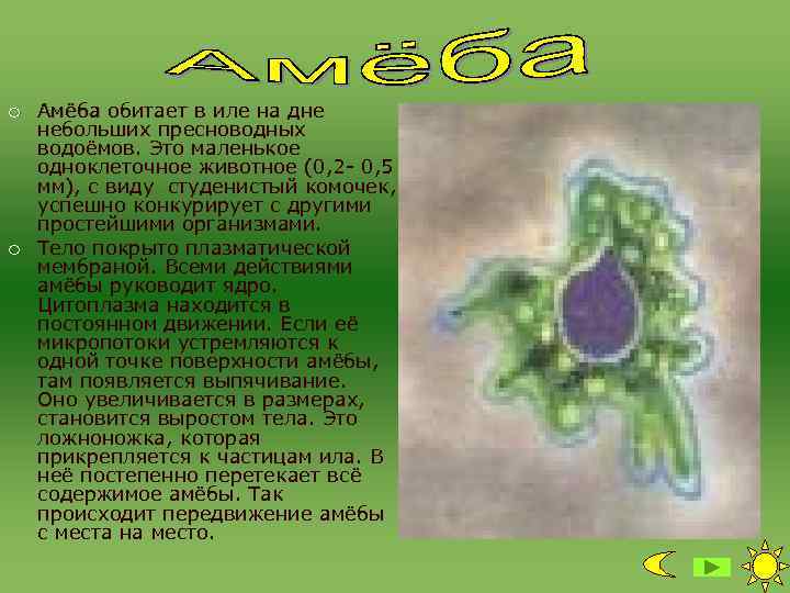 ¡ ¡ Амёба обитает в иле на дне небольших пресноводных водоёмов. Это маленькое одноклеточное