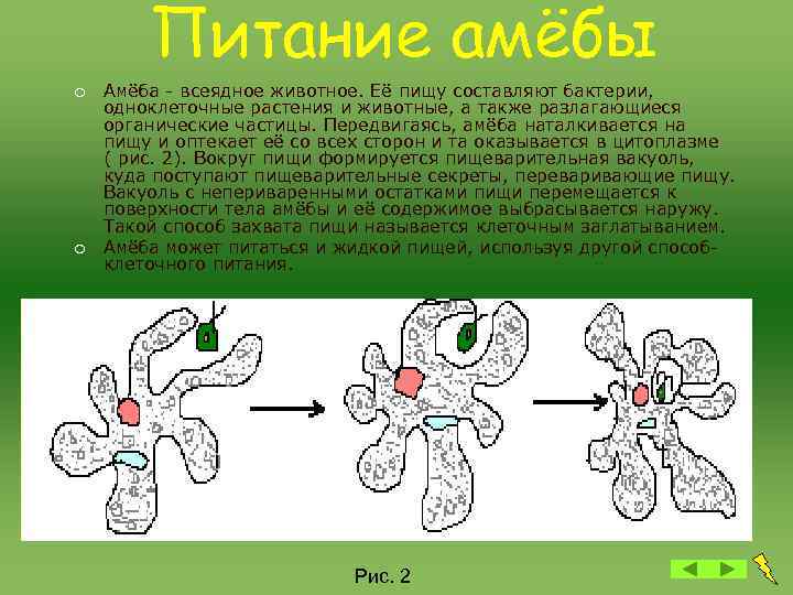 Питание амёбы ¡ ¡ Амёба - всеядное животное. Её пищу составляют бактерии, одноклеточные растения