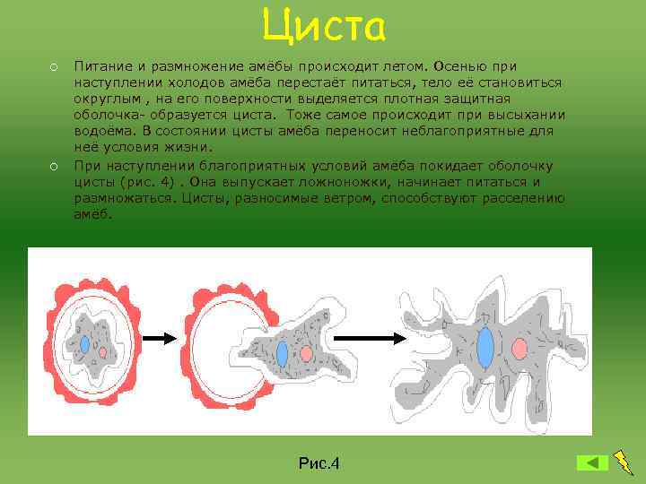 Циста ¡ ¡ Питание и размножение амёбы происходит летом. Осенью при наступлении холодов амёба