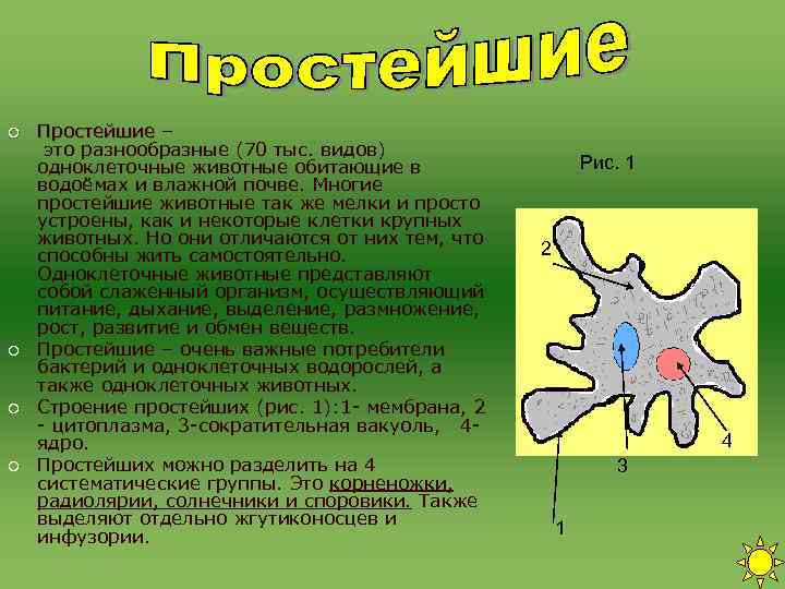 ¡ ¡ Простейшие – это разнообразные (70 тыс. видов) одноклеточные животные обитающие в водоёмах