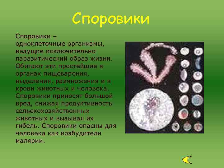Споровики – одноклеточные организмы, ведущие исключительно паразитический образ жизни. Обитают эти простейшие в органах