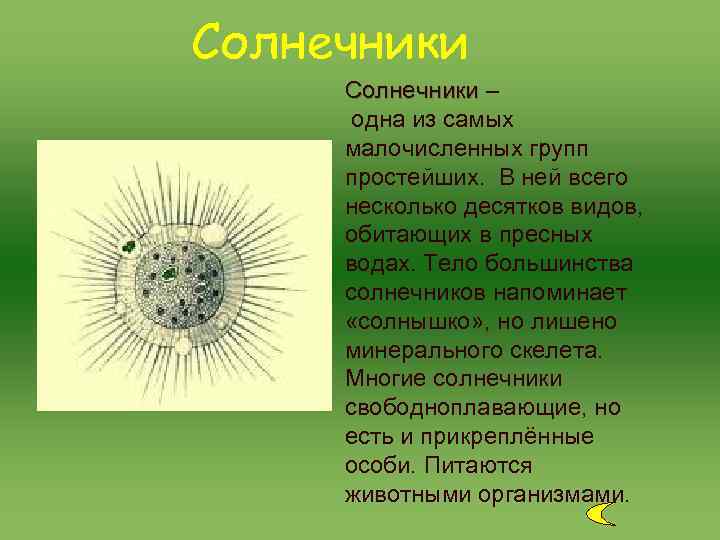 Солнечники – одна из самых малочисленных групп простейших. В ней всего несколько десятков видов,