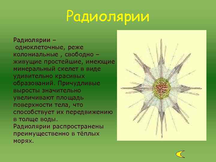 Радиолярии – одноклеточные, реже колониальные , свободно – живущие простейшие, имеющие минеральный скелет в