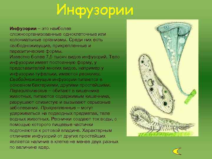 Инфузории – это наиболее сложноорганизованные одноклеточные или колониальные организмы. Среди них есть свободноживущие, прикрепленные