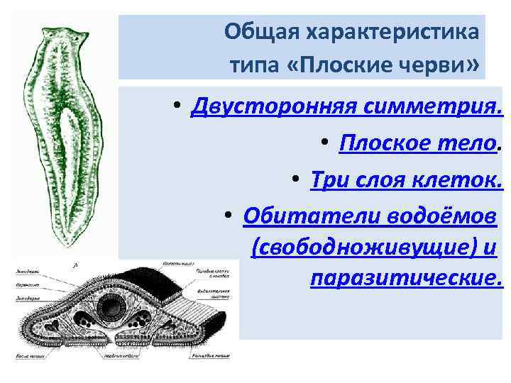 Симметрия тела плоских червей