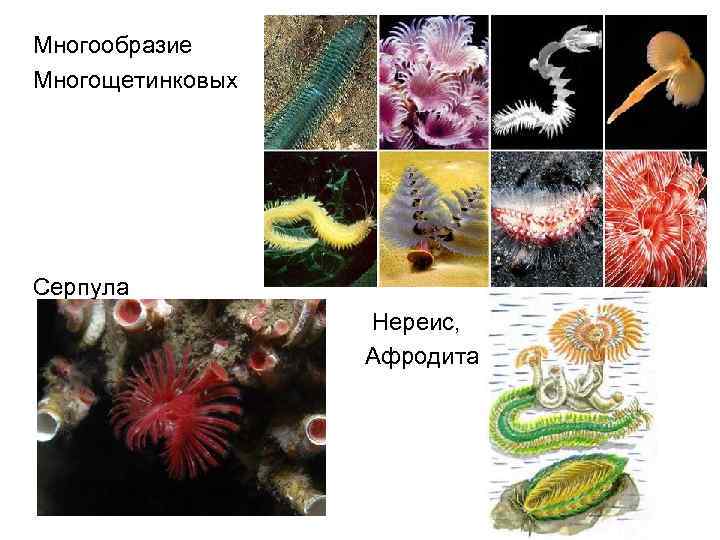Многообразие Многощетинковых Серпула Нереис, Афродита 