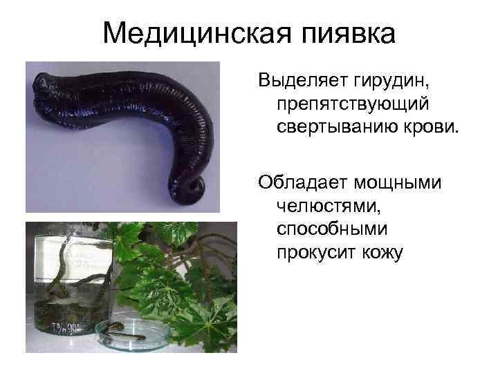 Медицинская пиявка Выделяет гирудин, препятствующий свертыванию крови. Обладает мощными челюстями, способными прокусит кожу 