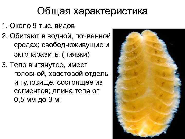 Общая характеристика 1. Около 9 тыс. видов 2. Обитают в водной, почвенной средах; свободноживущие