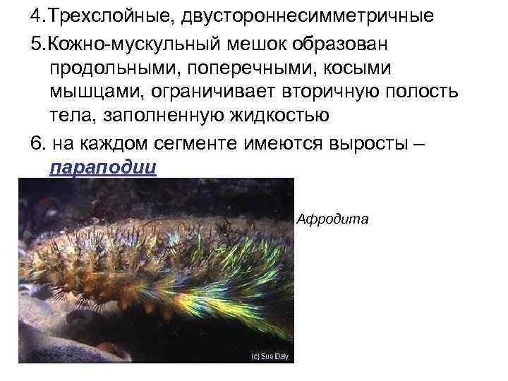 4. Трехслойные, двустороннесимметричные 5. Кожно-мускульный мешок образован продольными, поперечными, косыми мышцами, ограничивает вторичную полость