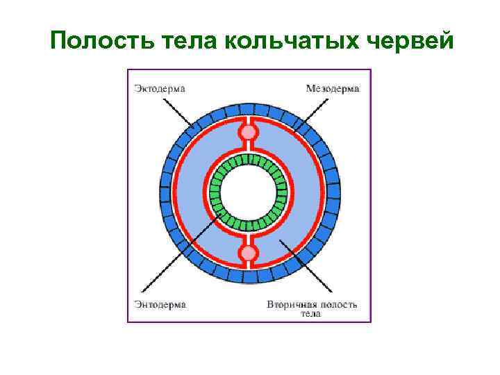 Полость тела кольчатых червей 