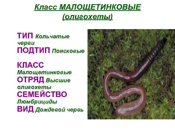 Класс МАЛОЩЕТИНКОВЫЕ (олигохеты) ТИП Кольчатые черви ПОДТИП Поясковые КЛАСС Малощетинковые ОТРЯД Высшие олигохеты СЕМЕЙСТВО