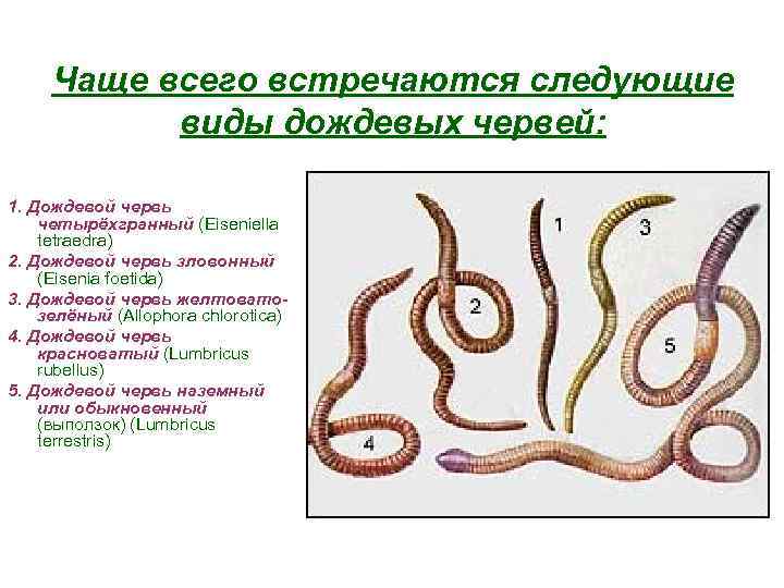 Чаще всего встречаются следующие виды дождевых червей: 1. Дождевой червь четырёхгранный (Eiseniella tetraedra) 2.