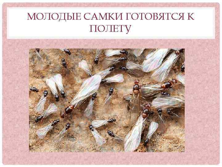 МОЛОДЫЕ САМКИ ГОТОВЯТСЯ К ПОЛЕТУ 