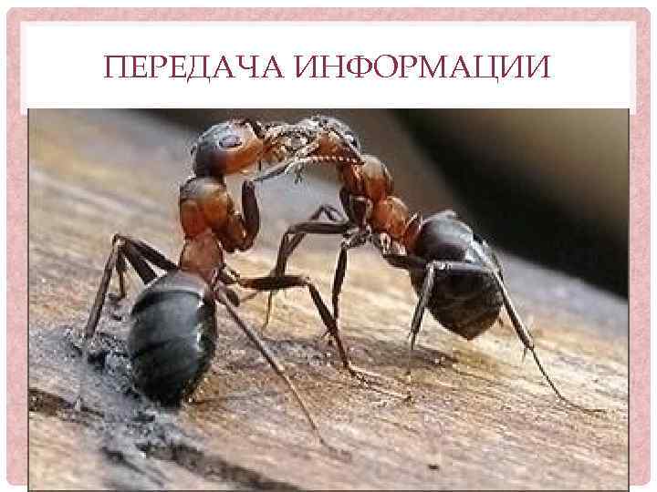 ПЕРЕДАЧА ИНФОРМАЦИИ 