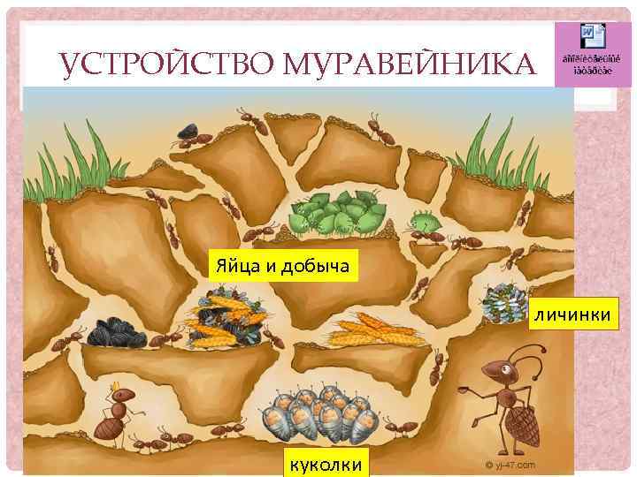 УСТРОЙСТВО МУРАВЕЙНИКА Яйца и добыча личинки куколки 
