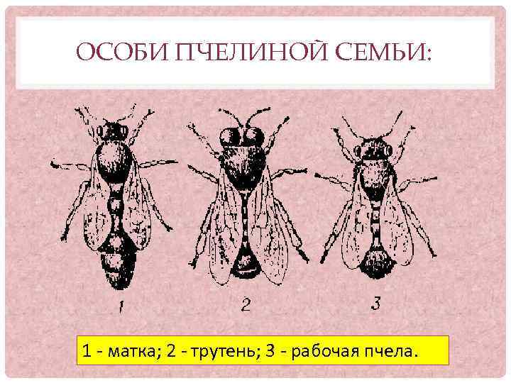 ОСОБИ ПЧЕЛИНОЙ СЕМЬИ: 1 - матка; 2 - трутень; 3 - рабочая пчела. 