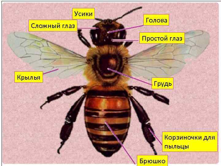 Усики Сложный глаз Голова Простой глаз Крылья Грудь Корзиночки для пыльцы Брюшко 