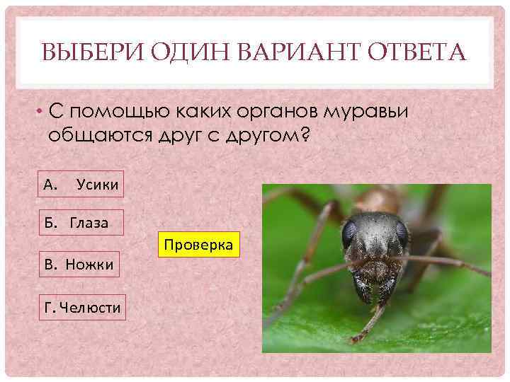 ВЫБЕРИ ОДИН ВАРИАНТ ОТВЕТА • С помощью каких органов муравьи общаются друг с другом?