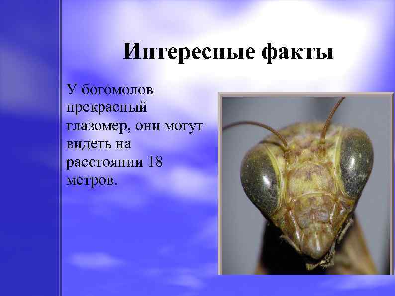 Интересные факты У богомолов прекрасный глазомер, они могут видеть на расстоянии 18 метров. 