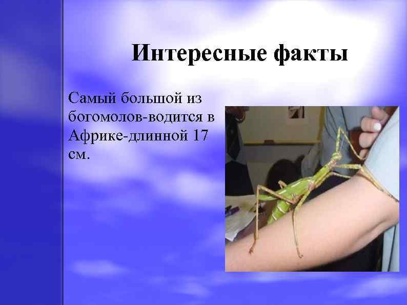 Интересные факты Самый большой из богомолов-водится в Африке-длинной 17 см. 
