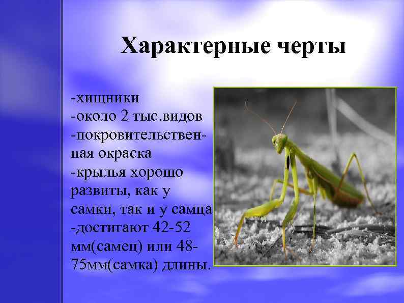 Характерные черты -хищники -около 2 тыс. видов -покровительственная окраска -крылья хорошо развиты, как у