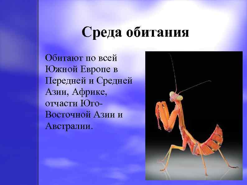 Среда обитания Обитают по всей Южной Европе в Передней и Средней Азии, Африке, отчасти