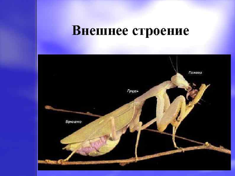 Внешнее строение 