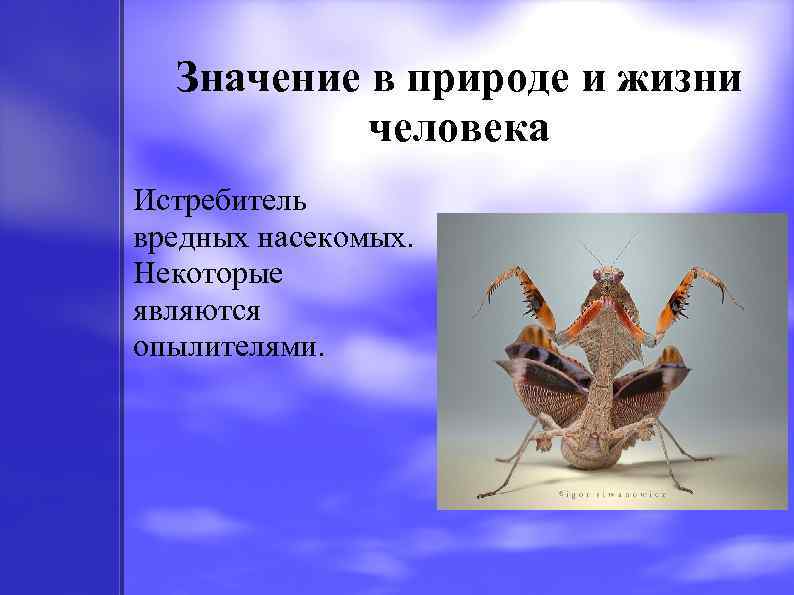 Значение в природе и жизни человека Истребитель вредных насекомых. Некоторые являются опылителями. 
