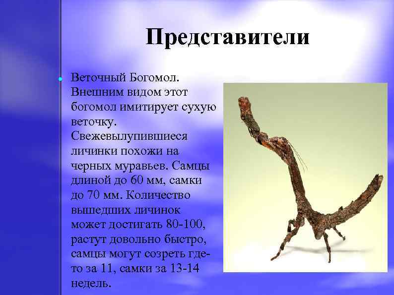 Представители Веточный Богомол. Внешним видом этот богомол имитирует сухую веточку. Свежевылупившиеся личинки похожи на